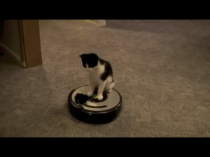 Les chats et les robots aspirateurs - conseils et explications